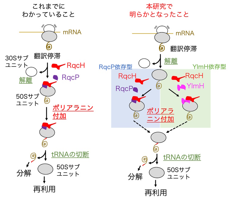 たんぱく質の発現を保証する翻訳品質管理機構の新規関連因子を発見 ～バイオものづくりや新たな創薬開発への応用展開に期待～