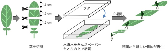 図2 Rorippa aquaticaの栄養生殖を観察する方法．