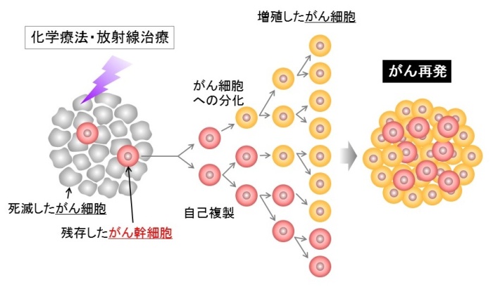 図1. がん幹細胞の抗がん剤抵抗性とがん再発の概念図