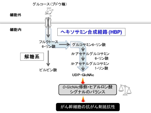 図2.ヘキソサミン合成経路(HBP)とがん幹細胞の抗がん剤抵抗性