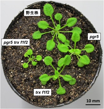 図 シロイヌナズナ変異体の生育の表現型