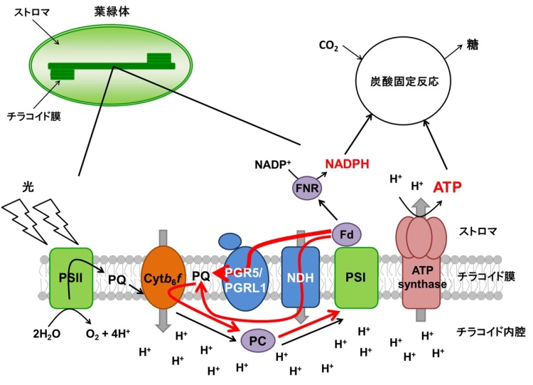 図1.　葉緑体における光合成反応