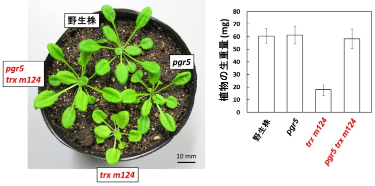 図2. シロイヌナズナの多重変異株の植物の生育