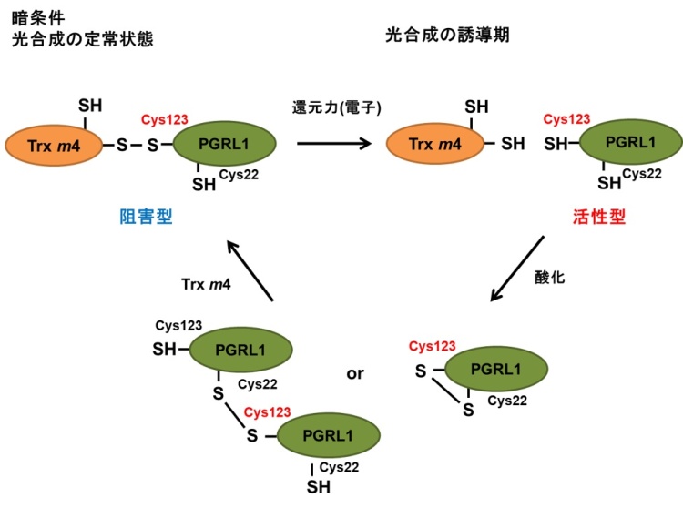 図4. Trx m4によるPGRL1の制御モデル