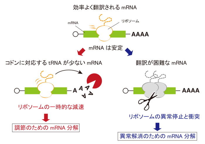 mRNAの安定性は遺伝暗号コドンの組み合わせによって変化する。その原因は「リボソームの減速」