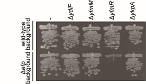 細菌における新規翻訳促進因子を発見 病原性細菌の抗菌薬耐性:共通祖先から進化したABCF因子の役割 ～バイオものづくりや創薬開発への新たな可能性～