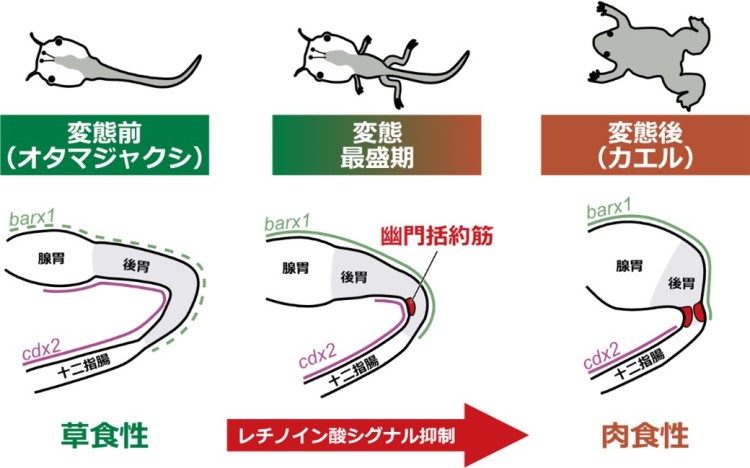 オタマジャクシからカエルへの変態に伴う幽門括約筋形成のしくみ