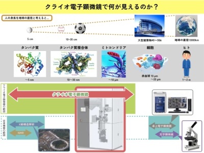 図３　クライオ電子顕微鏡で何が見えるのか？
