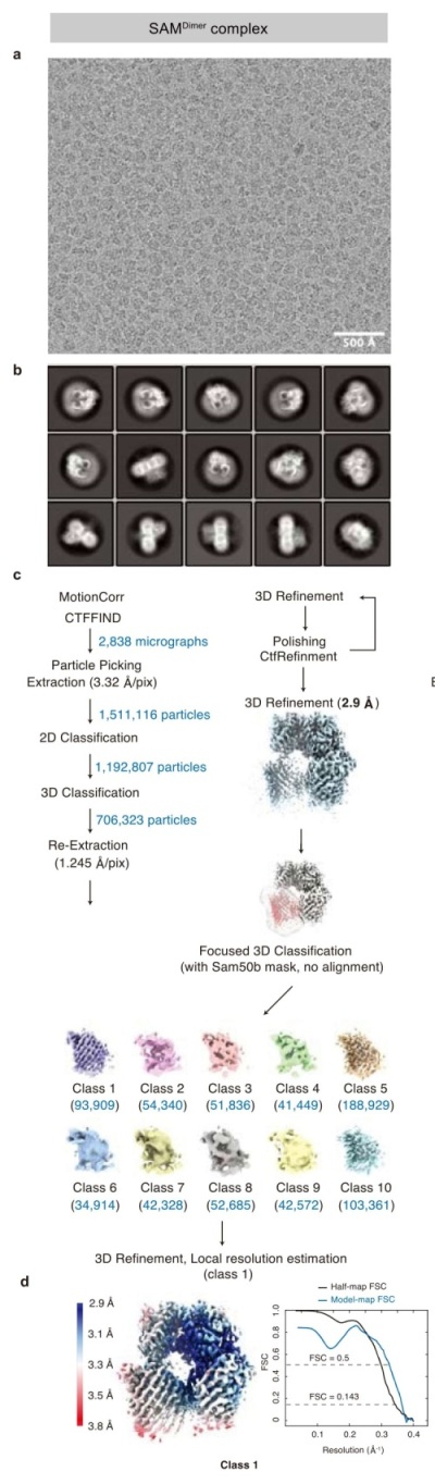 クライオ電子顕微鏡による画像解析の概念図（Takeda et al. Nature  (2021)）