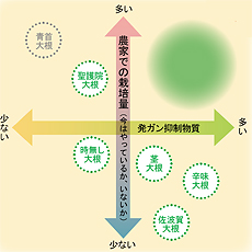 大根もいろいろ。ミトコンドリアDNAからわかる進化の歴史
