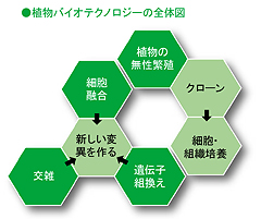 植物バイオテクノロジーの全体図