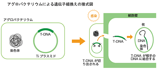アグロバクテリウムによる遺伝子組換えの接式図