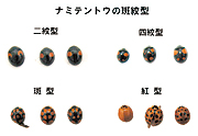 織物は縦糸と横糸との組み合わせによりできています