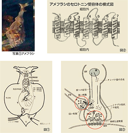 アメフラシのセロトニン受容体の模式図 アメフラシのセロトニン受容体の模式図