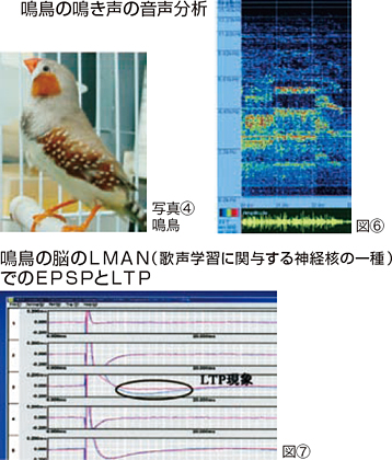 鳥の鳴き声の音声分析 鳥の鳴き声の音声分析