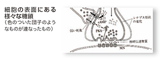 細胞の表面にある様々な糖鎖 細胞の表面にある様々な糖鎖