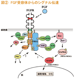 図② 図②