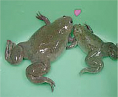 アフリカツメガエル アフリカツメガエル