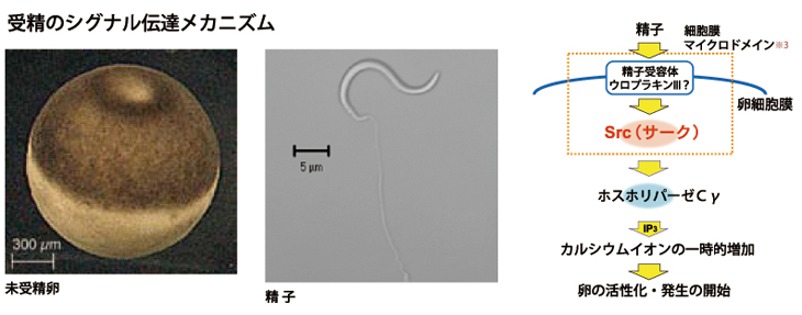 受精のシグナル伝達メカニズム 受精のシグナル伝達メカニズム
