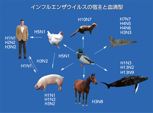 鳥 インフルエンザ 症状