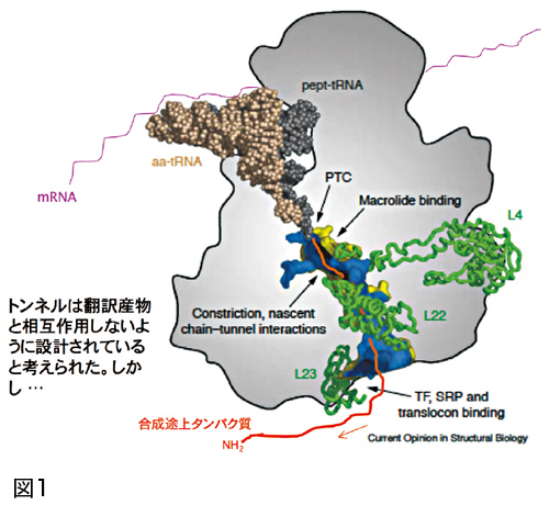 図1 図1