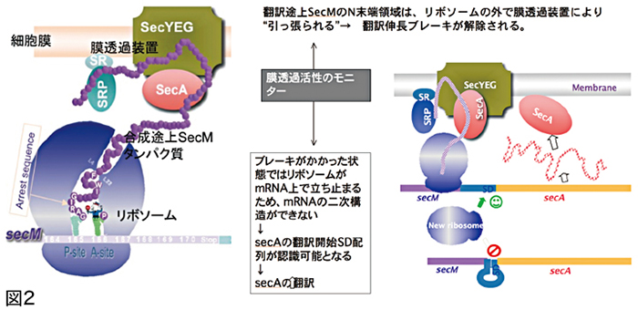 Polypeptide sythesis