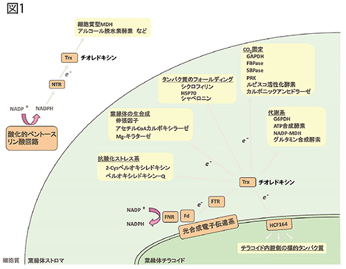 光合成を制御するタンパク質の働きを発見 知らないことだらけの光合成 その謎を明らかにしてゆく サイエンス テクノロジー 研究 社会連携 京都産業大学