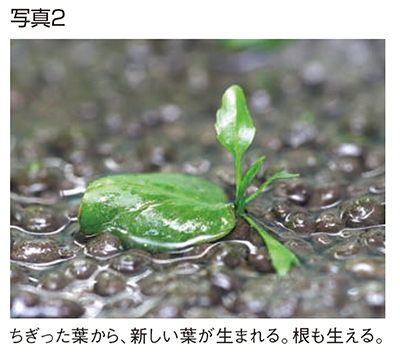 写真2 写真2