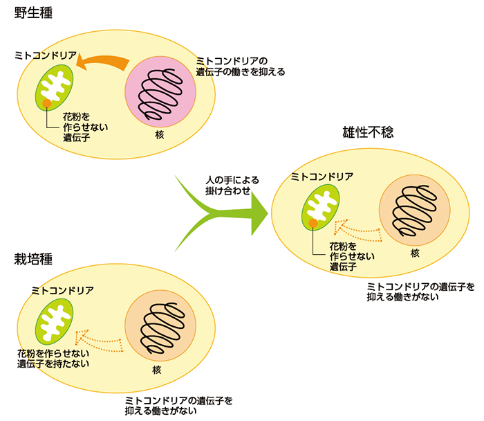 花粉を作らない雄性不稔のメカニズム 核とミトコンドリアの不思議な共生 サイエンス テクノロジー 研究 社会連携 京都産業大学