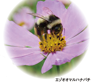 エゾオオマルハナバチ エゾオオマルハナバチ