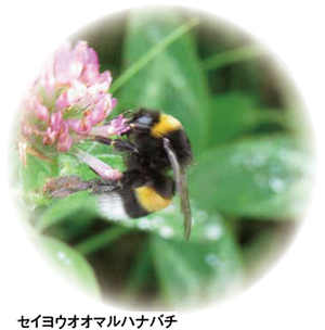 セイヨウオオマルハナバチ セイヨウオオマルハナバチ