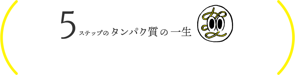 5ステップのタンパク質の一生