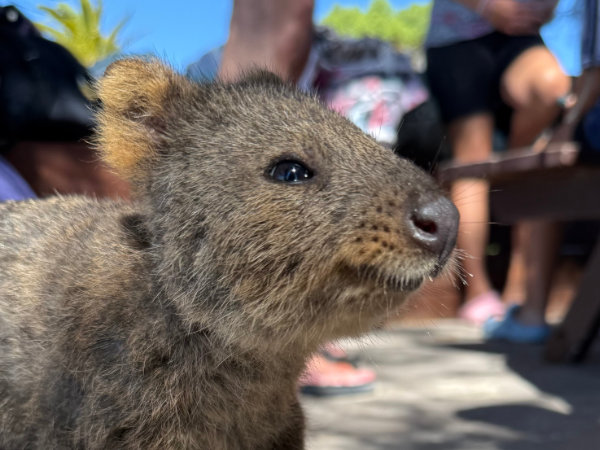 クオッカワラビー