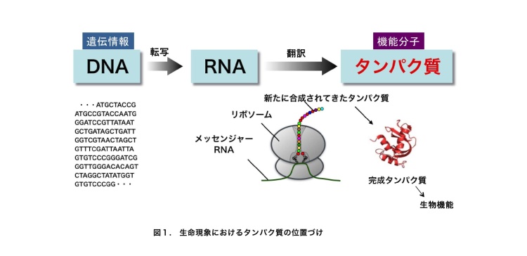 図1. 生命現象におけるタンパク質の位置づけ