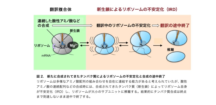 図2. 新たに合成されてきたタンパク質によるリボソームの不安定化と合成の途中終了