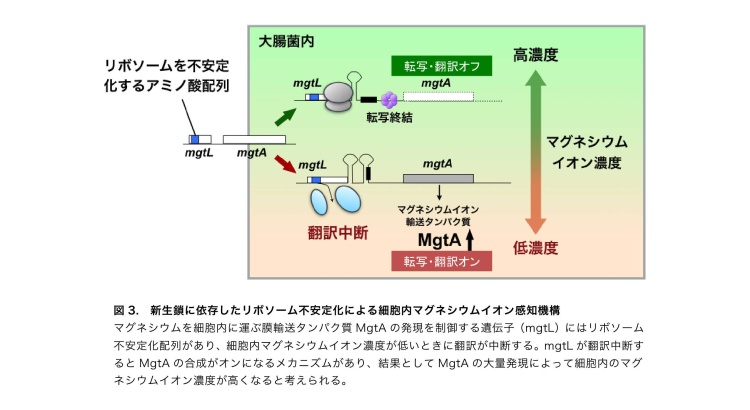 図3. 新生鎖に依存したリボソーム不安定化による細胞内マグネシウムイオン感知機構